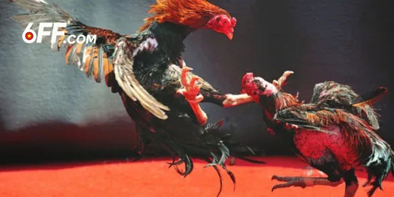 Đá gà 6FF được nhiều người chơi yêu thích tham gia thường xuyên